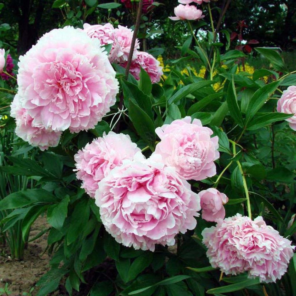 Peonia erbacea Lady Orchid