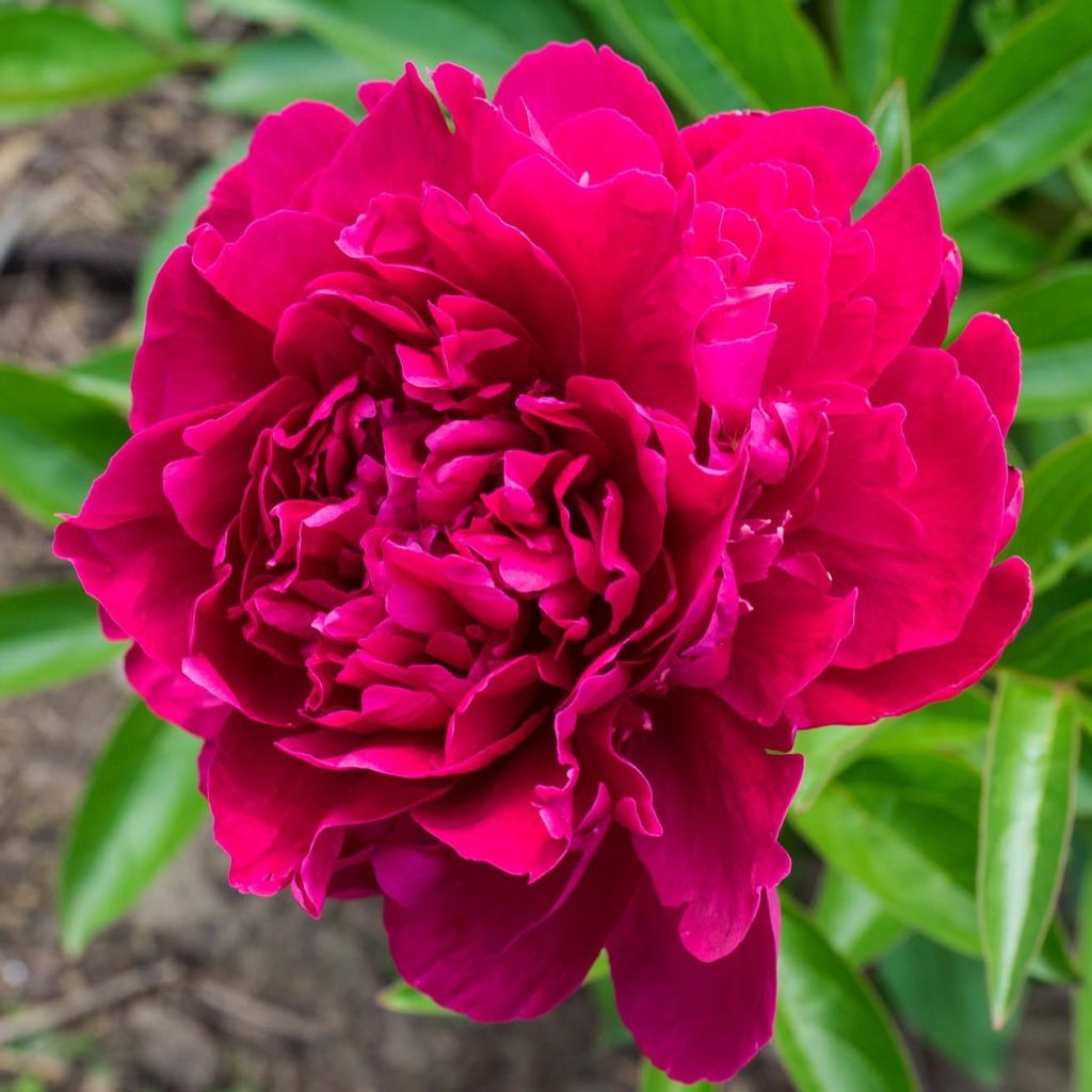 Peonia erbacea Paeonia