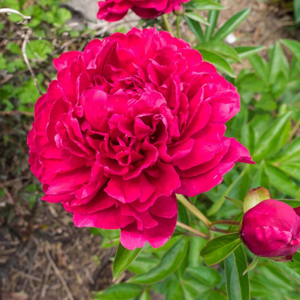 Peonia erbacea Paeonia