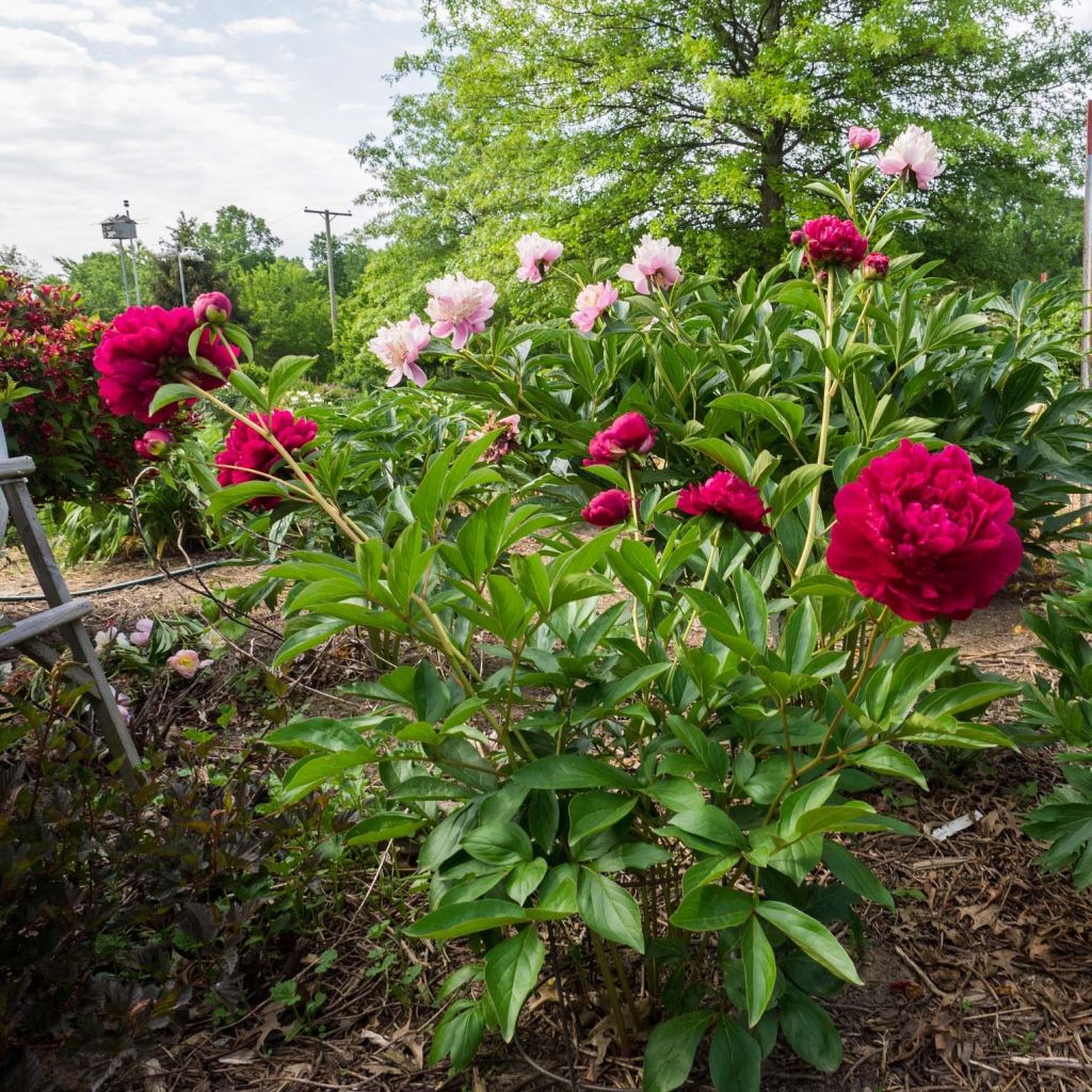 Peonia erbacea Paeonia