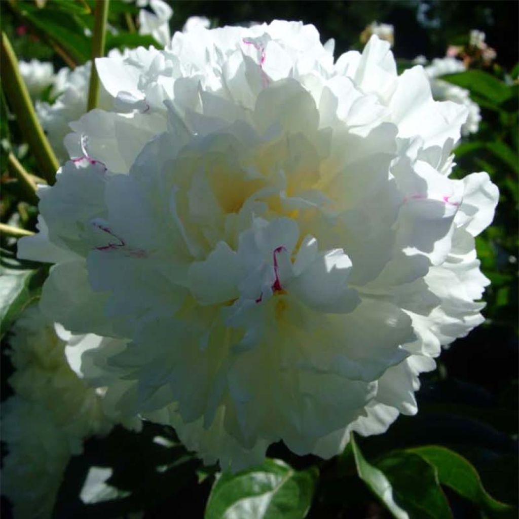 Peonia erbacea Solange