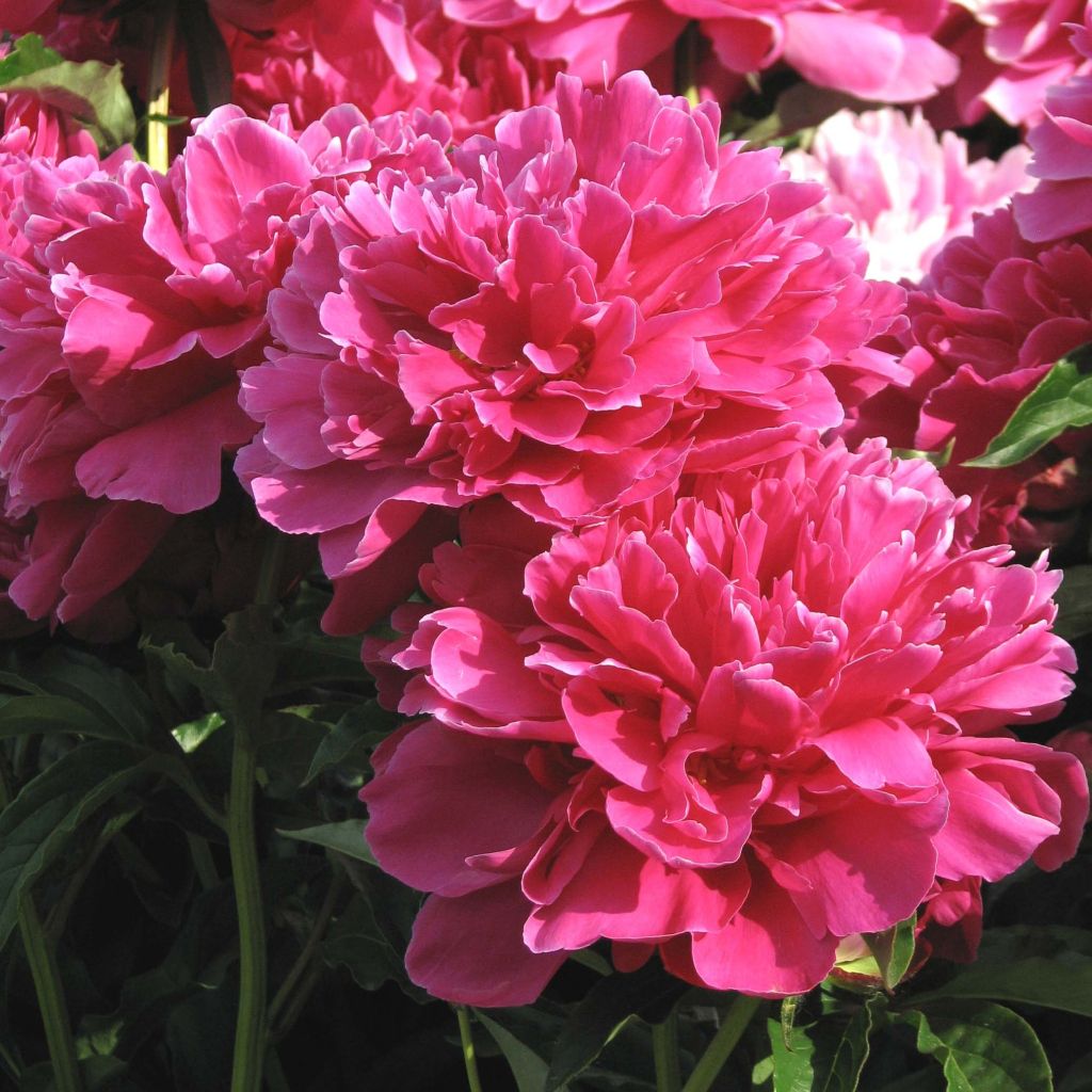 Peonia erbacea Victoire de la Marne