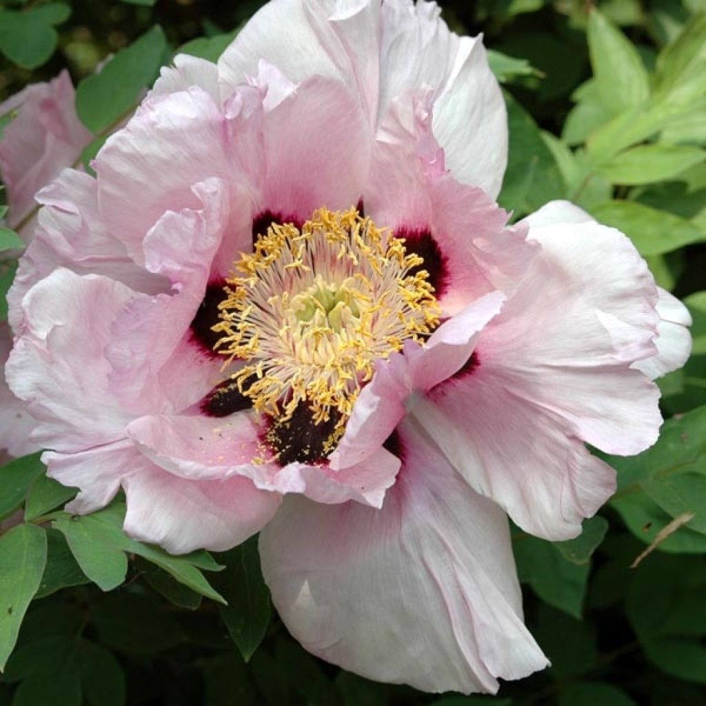 Peonia arborea Lilac