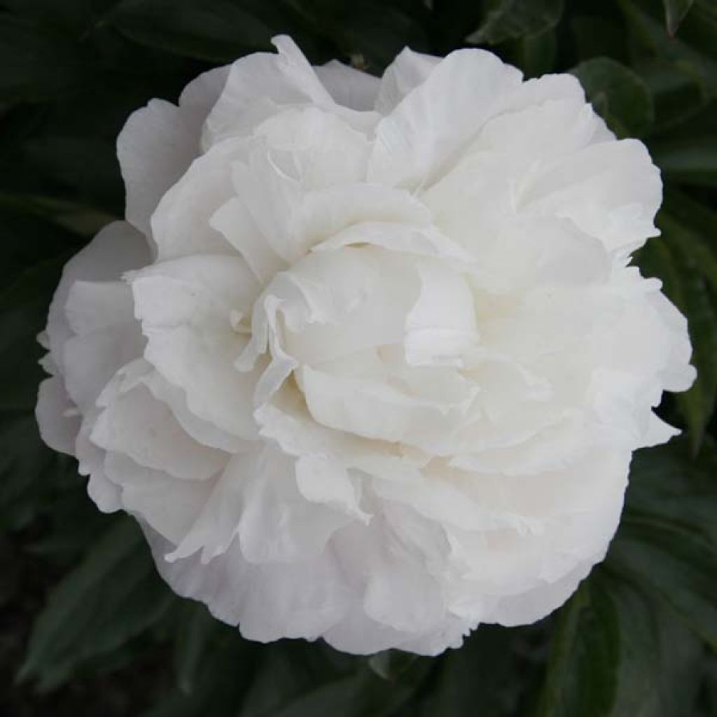 Peonia erbacea Marie lemoine