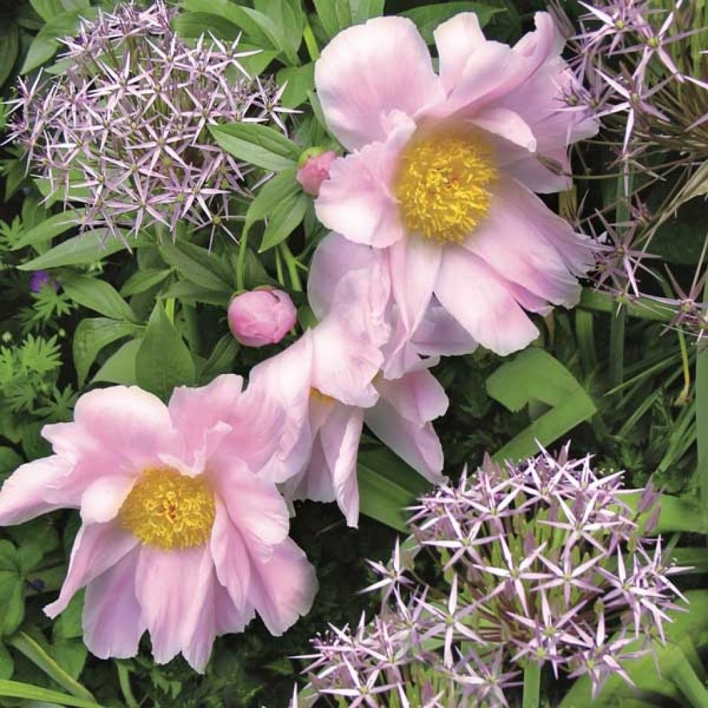 Peonia erbacea Nymphe