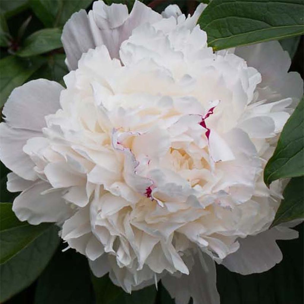 Paeonia officinalis Alba Plena