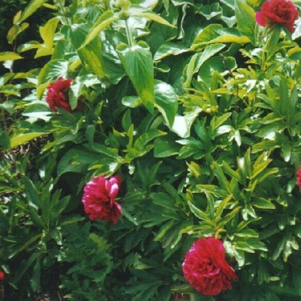 Paeonia officinalis Rubra Plena