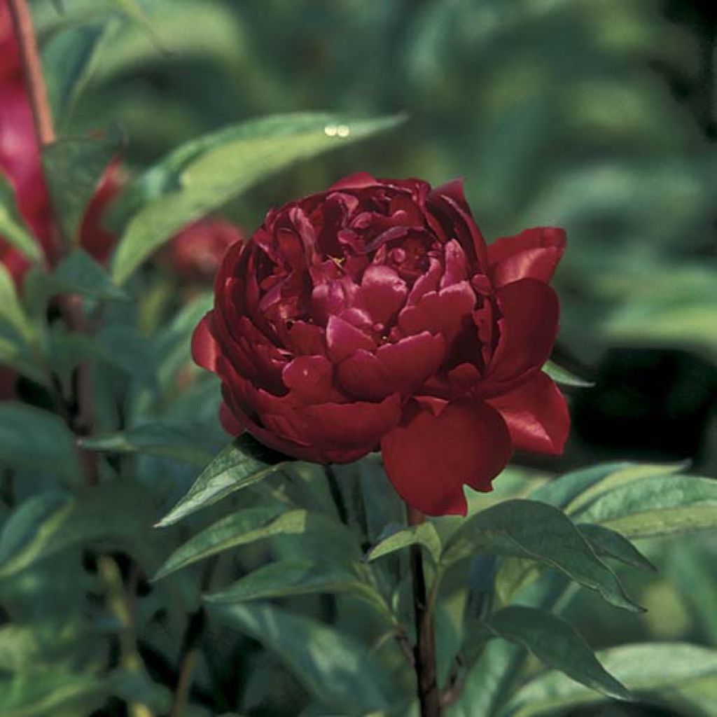 Peonia erbacea Peter Brand