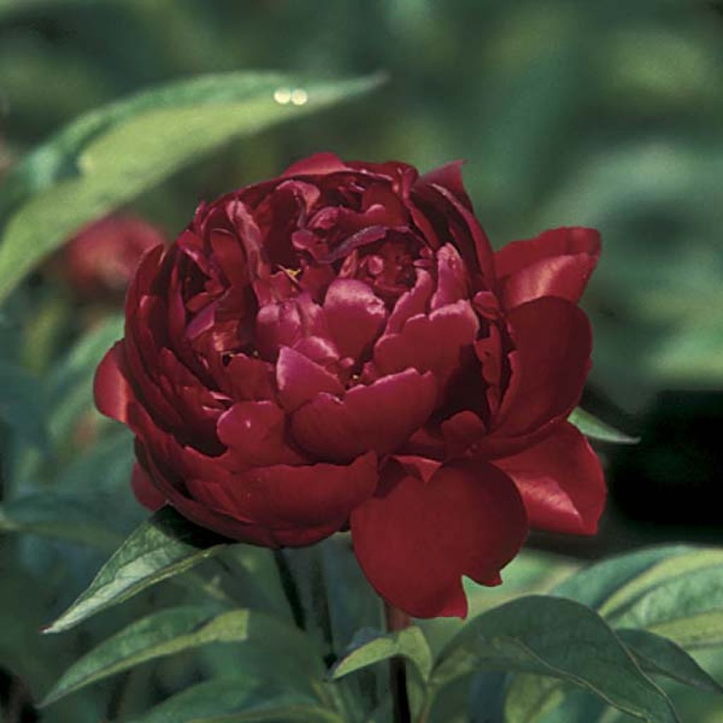 Peonia erbacea Peter Brand