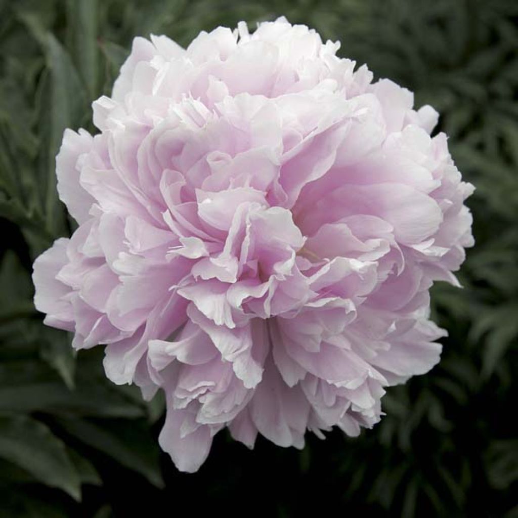 Peonia erbacea Reine Hortense