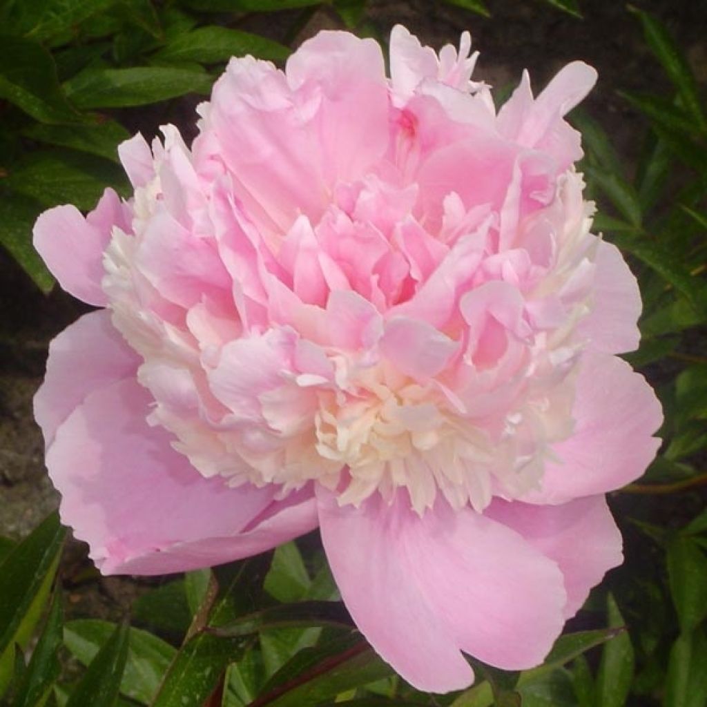 Peonia erbacea Sorbet