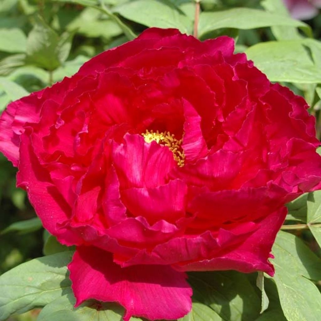 Peonia arborea Rossa