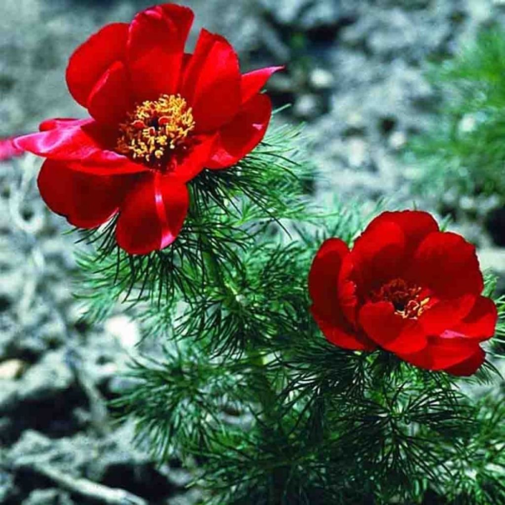 Paeonia tenuifolia - Peonia erbacea