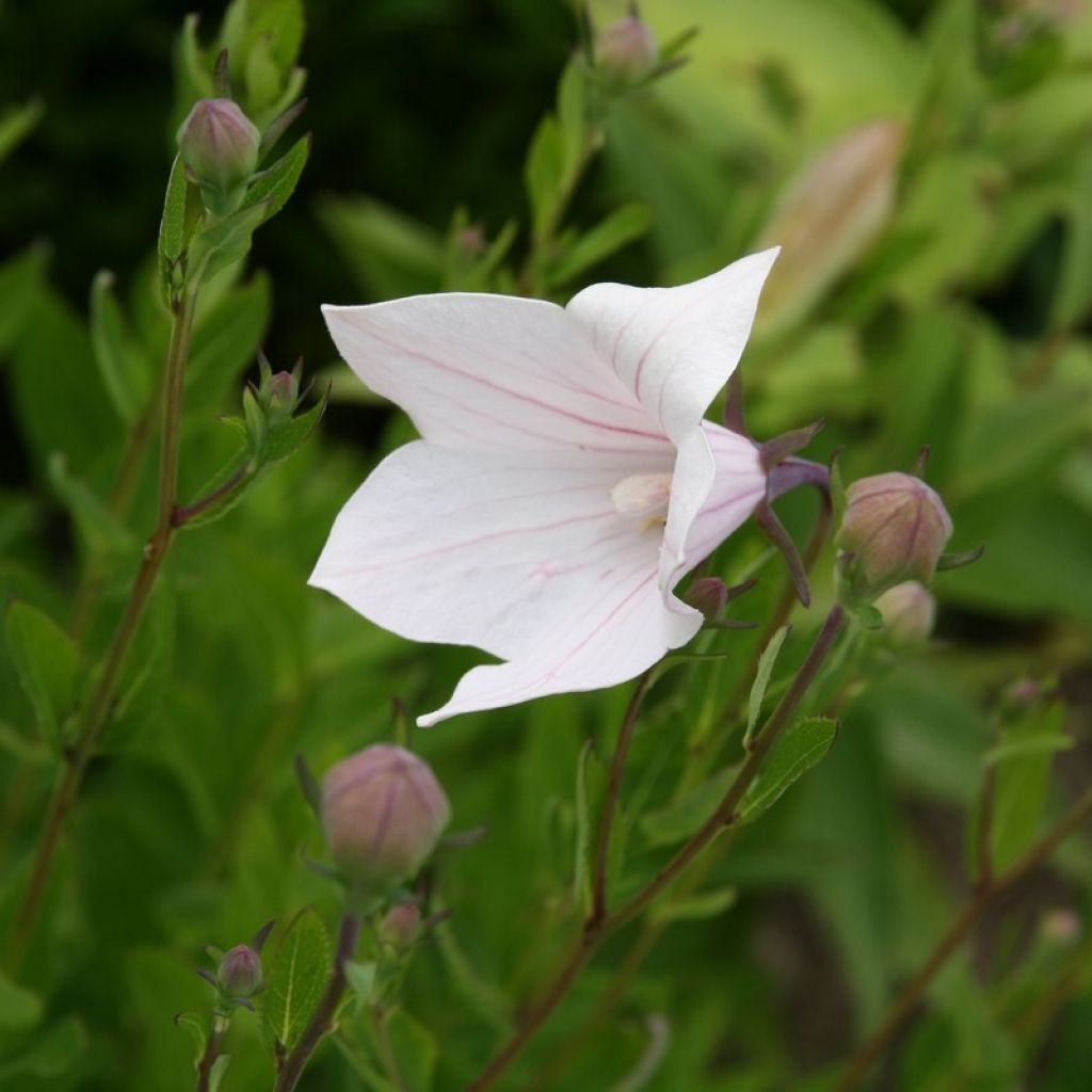 Platycodon grandiflorus Perlmutterschale - Campanula cinese