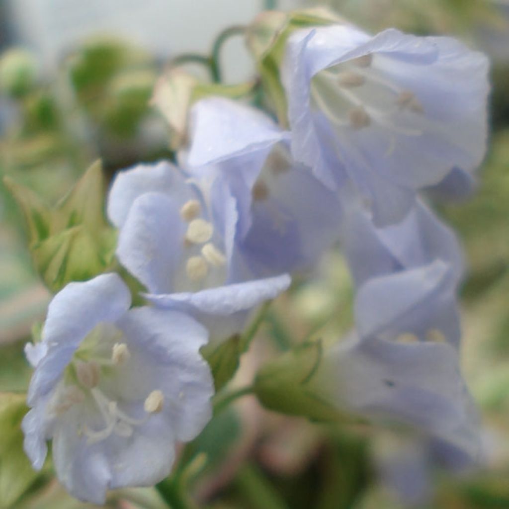 Polemonium reptans Stairway to Heaven