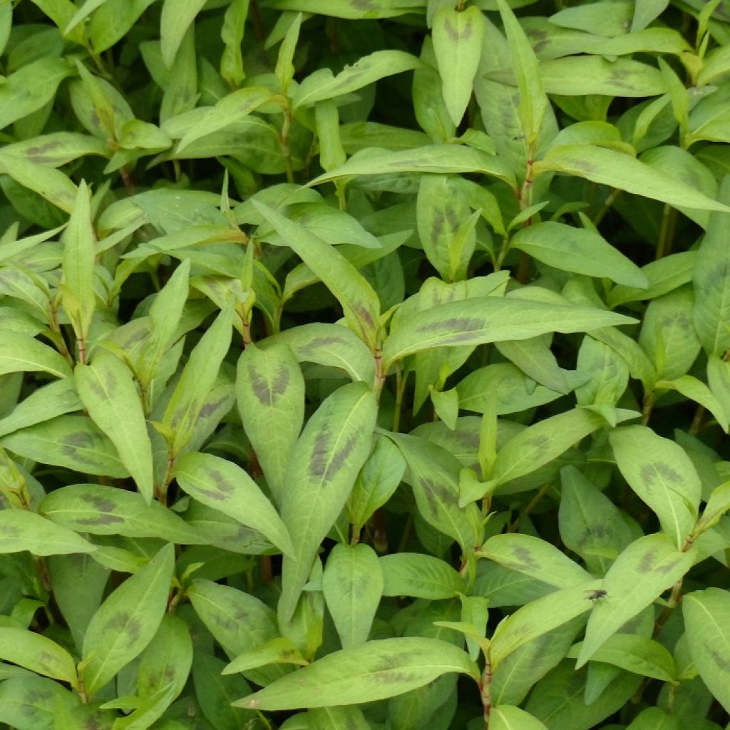 Polygonum odoratum - Coriandolo vietnamita