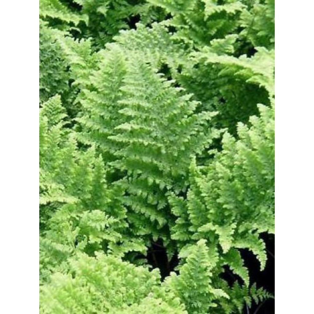 Dryopteris dilatata Crispa Whiteside - Felce dilatata