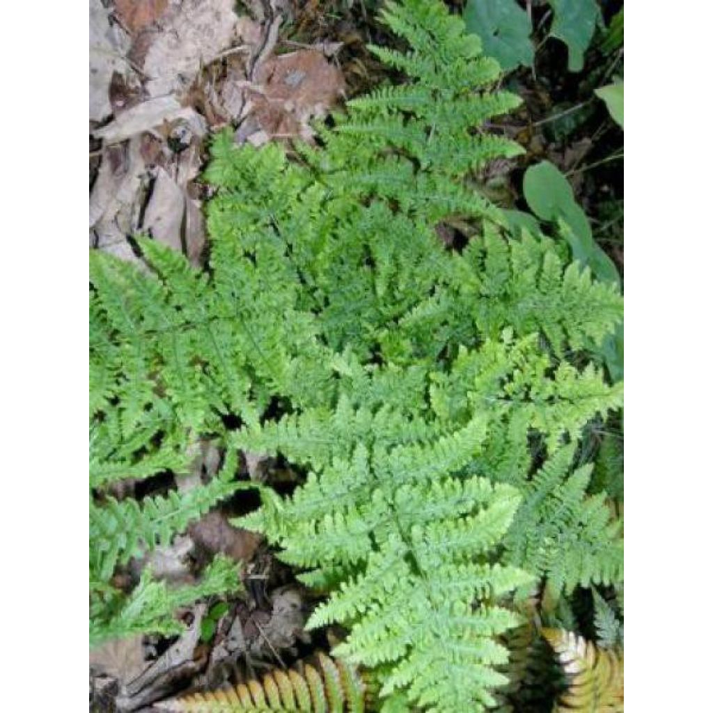 Dryopteris dilatata Crispa Whiteside - Felce dilatata