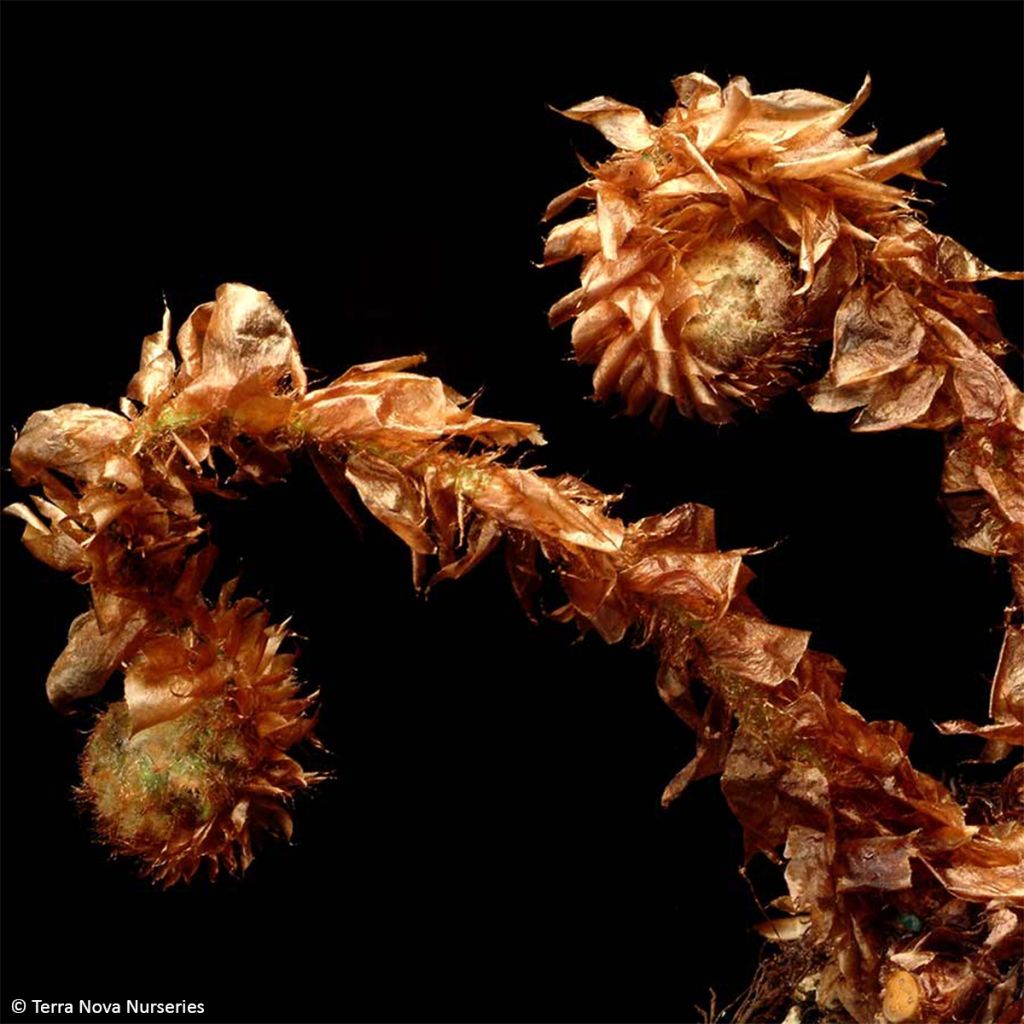 Polystichum Shiny Holy Fern - Fougère persistante