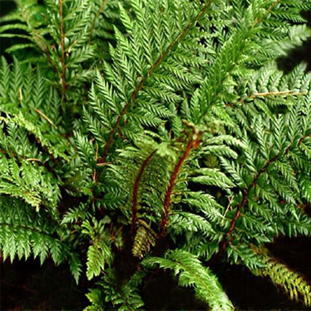 Polystichum Shiny Holy Fern