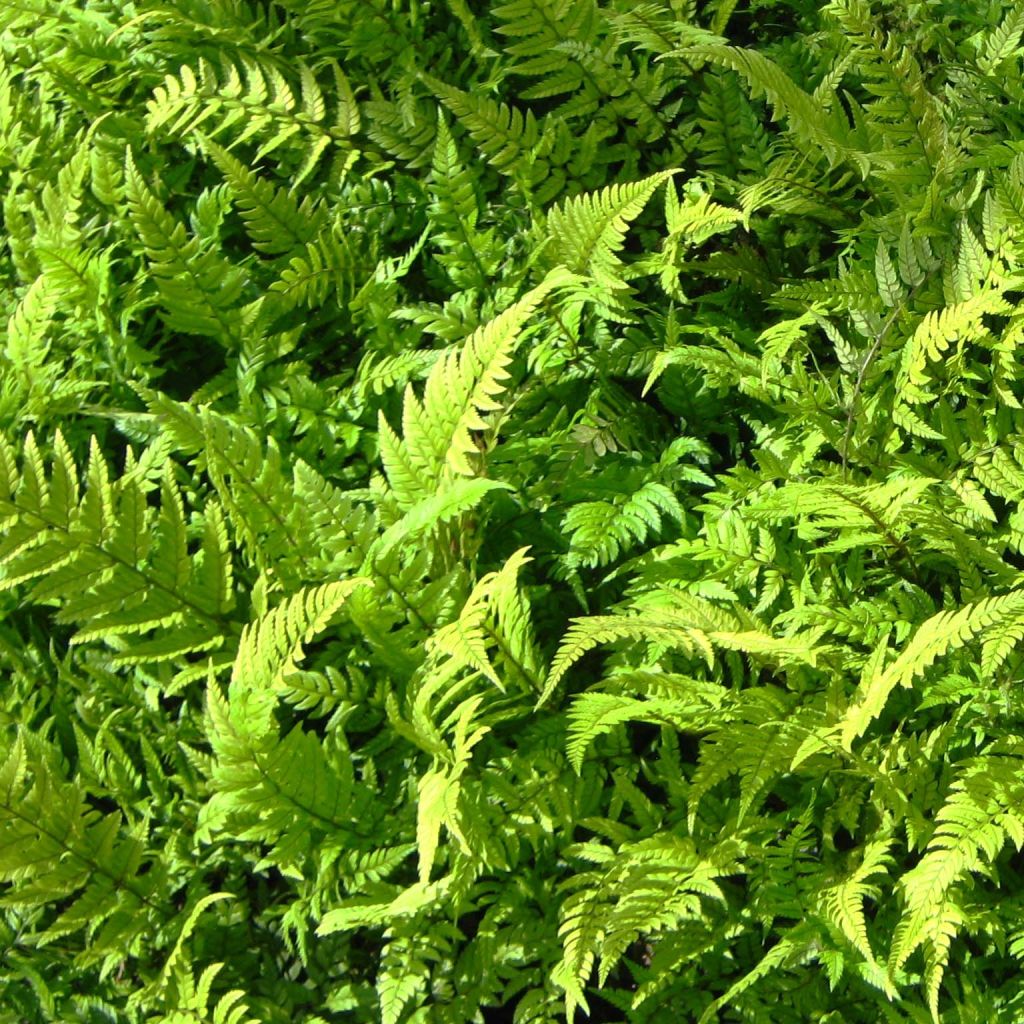 Polystichum tsus-simense