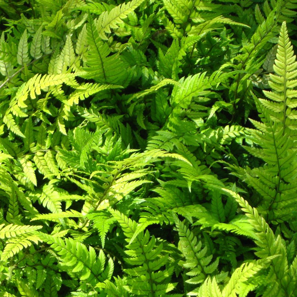 Polystichum tsus-simense