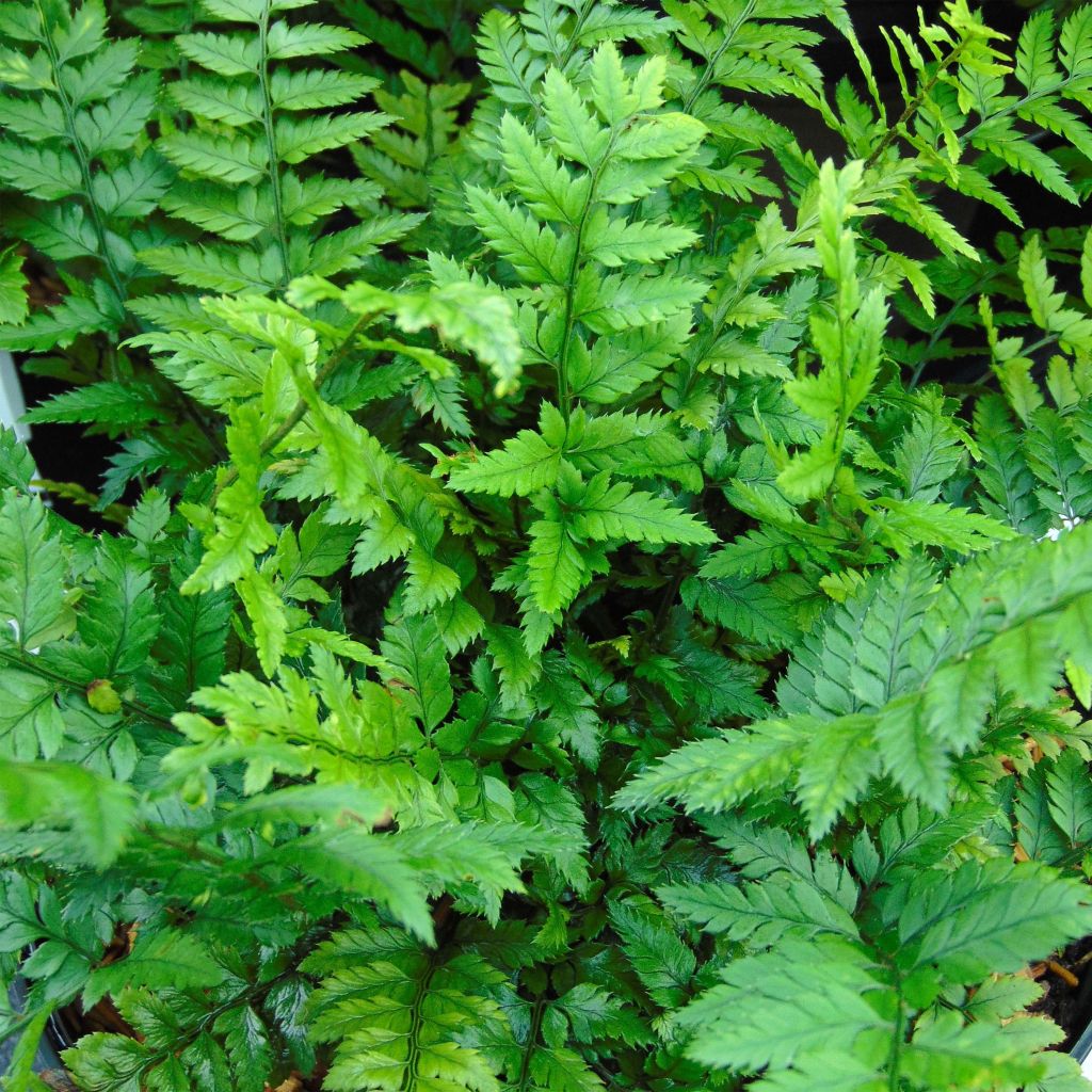 Polystichum tsus-simense