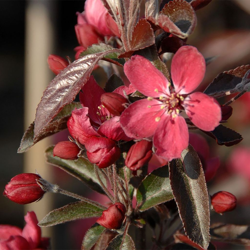 Pommier d'ornement - Malus Dark Rosaleen