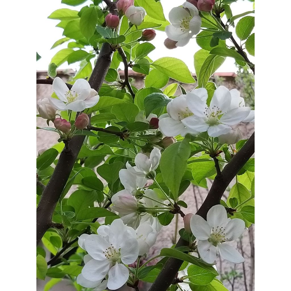 Malus Evereste 'Perpetu' - Melo da fiore