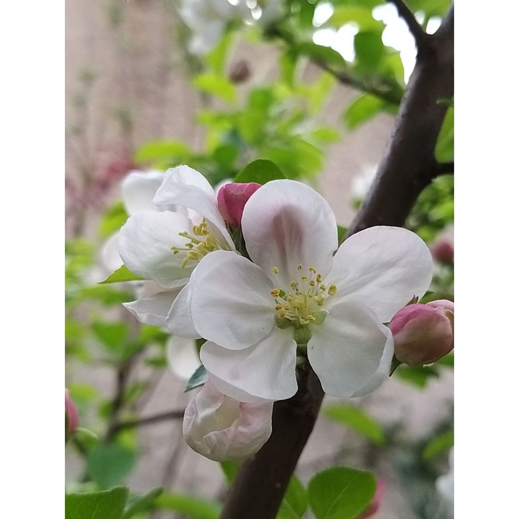 Malus Evereste 'Perpetu' - Melo da fiore