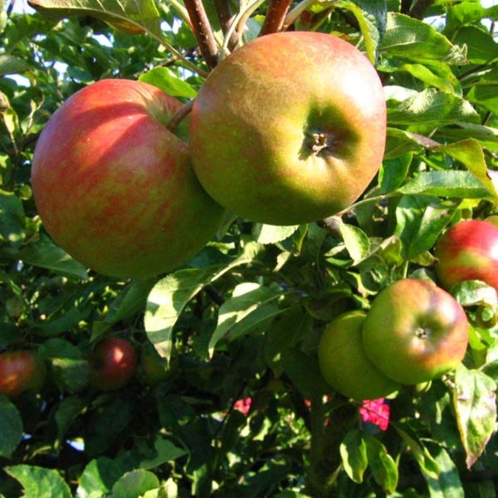 Pommier Elstar - Malus domestica