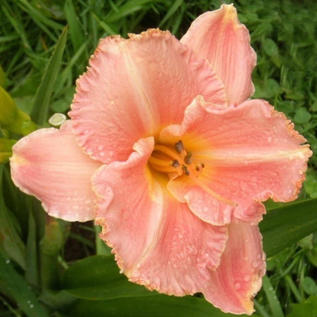 Hemerocallis Poogie - Emerocallide