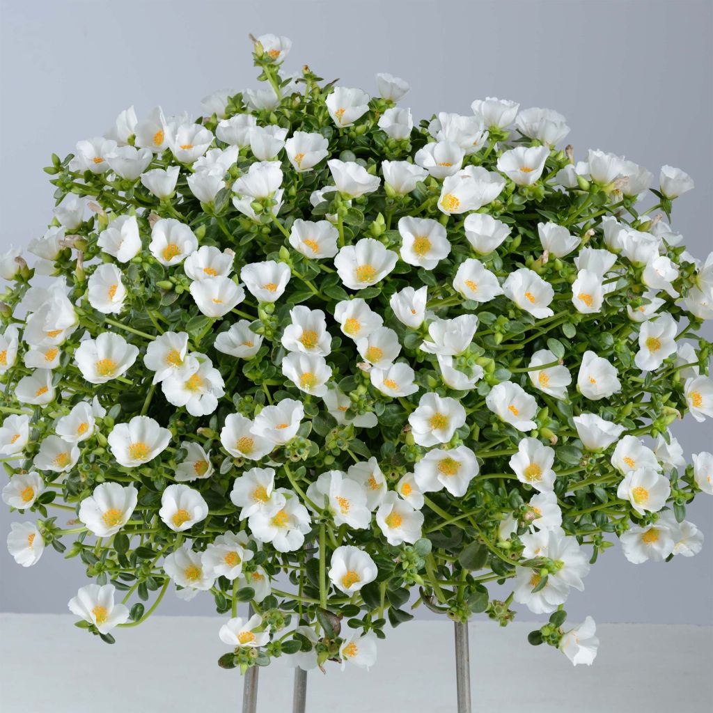 Portulaca Pazzaz White