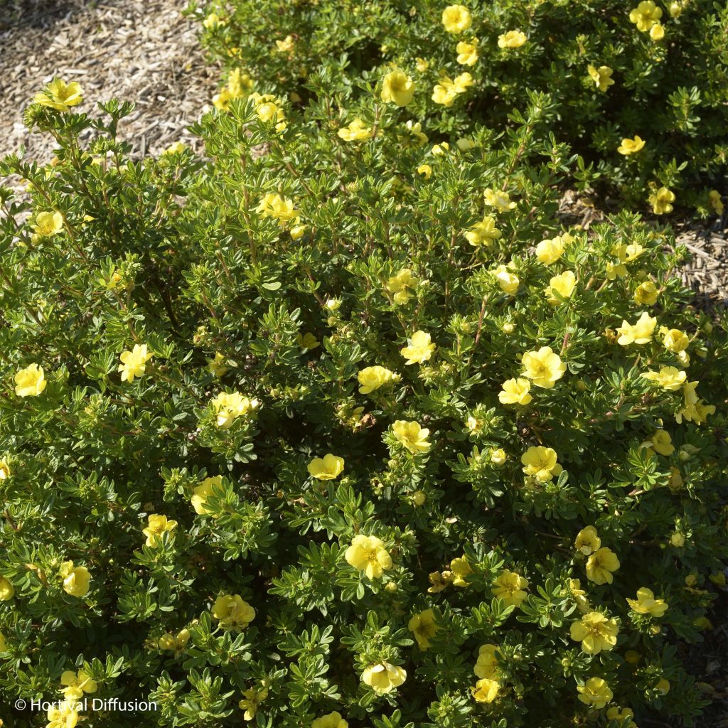 Potentilla fruticosa Double Punch Gold