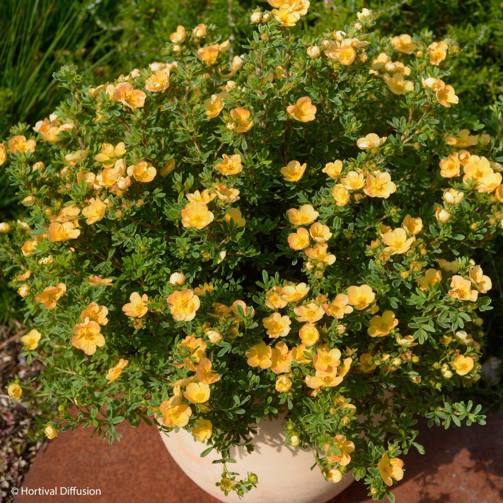 Potentilla fruticosa Double Punch Peach