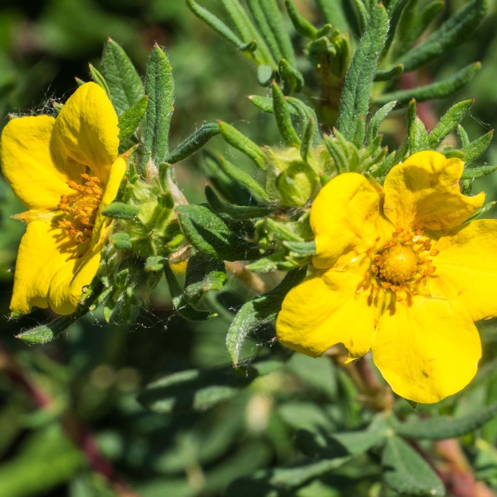 Potentilla fruticosa Elizabeth