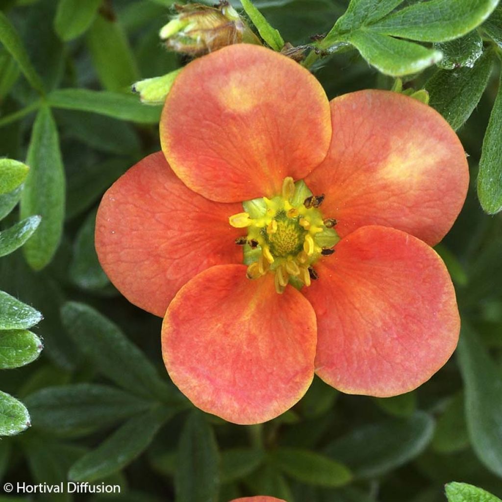 Potentilla fruticosa Red'issima