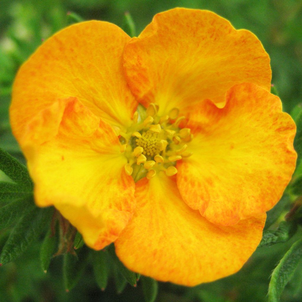 Potentilla fruticosa Tangerine