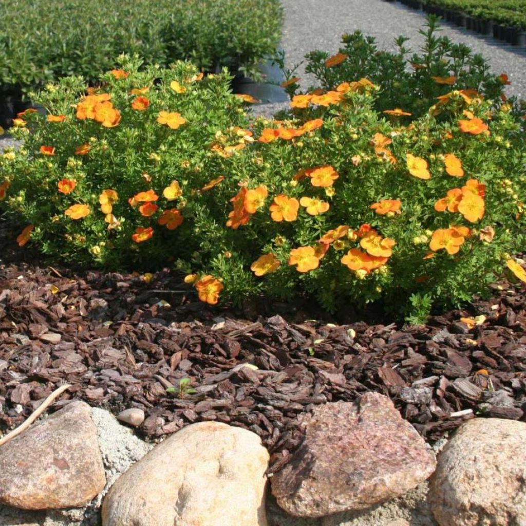 Potentilla fruticosa Bella Sol