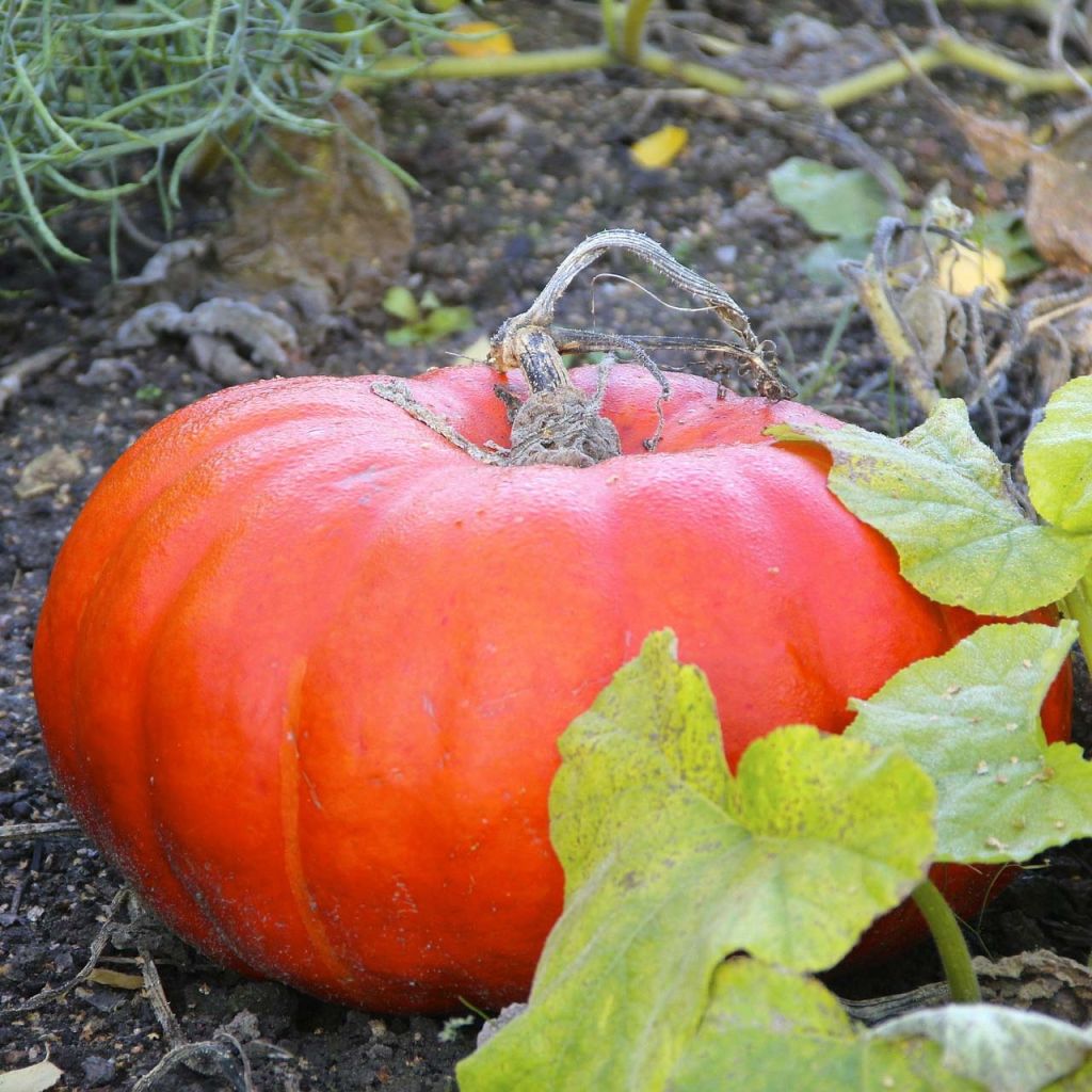 Zucca Rosso vivo di Etampes (piante)