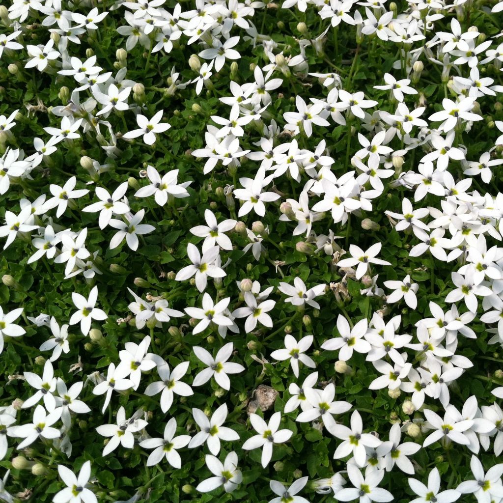 Pratia pedunculata Alba