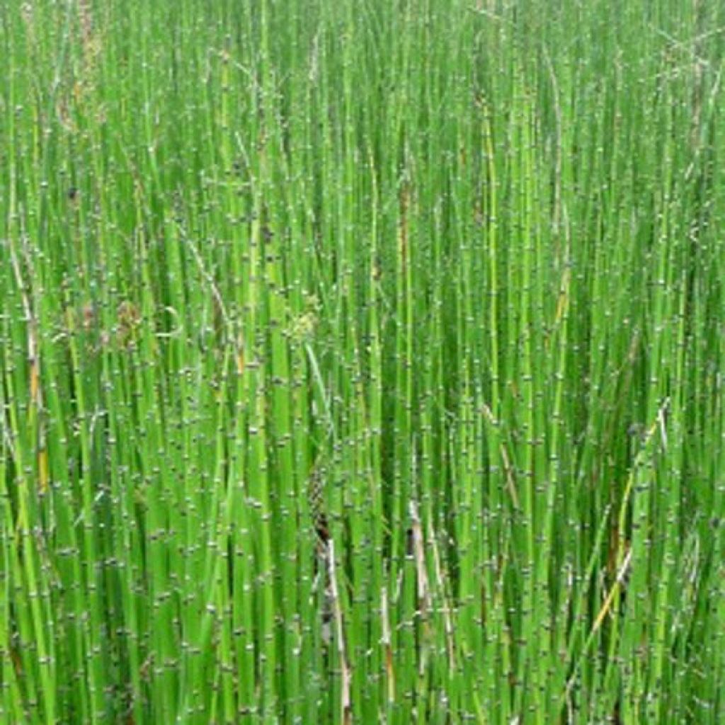 Equisetum scirpoides - Equiseto nano