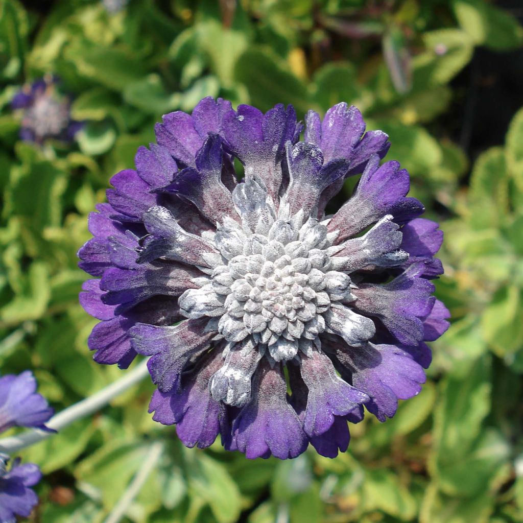 Primula capitata subsp. mooreana