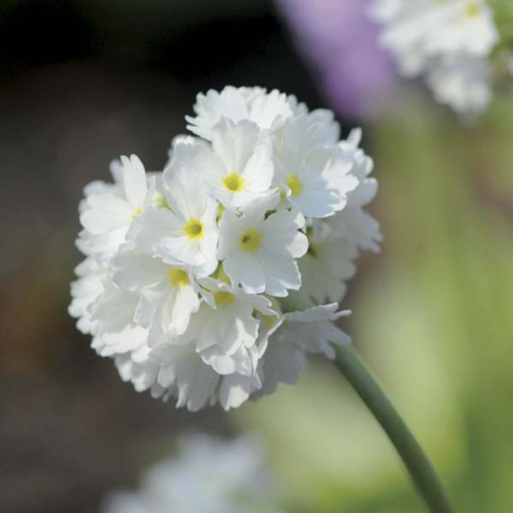 Primula denticulata Alba