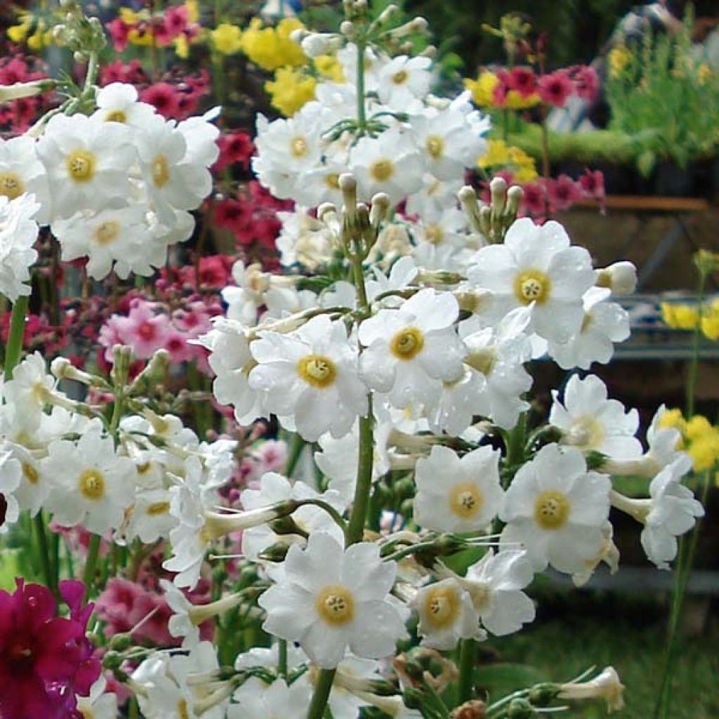 Primula japonica Alba - Primula giapponese