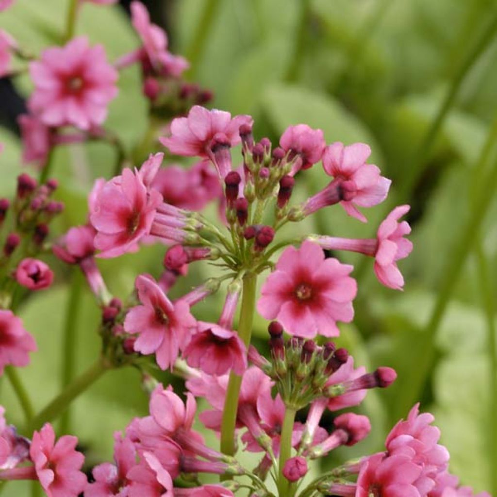 Primula japonica Millers Crimson - Primula giapponese