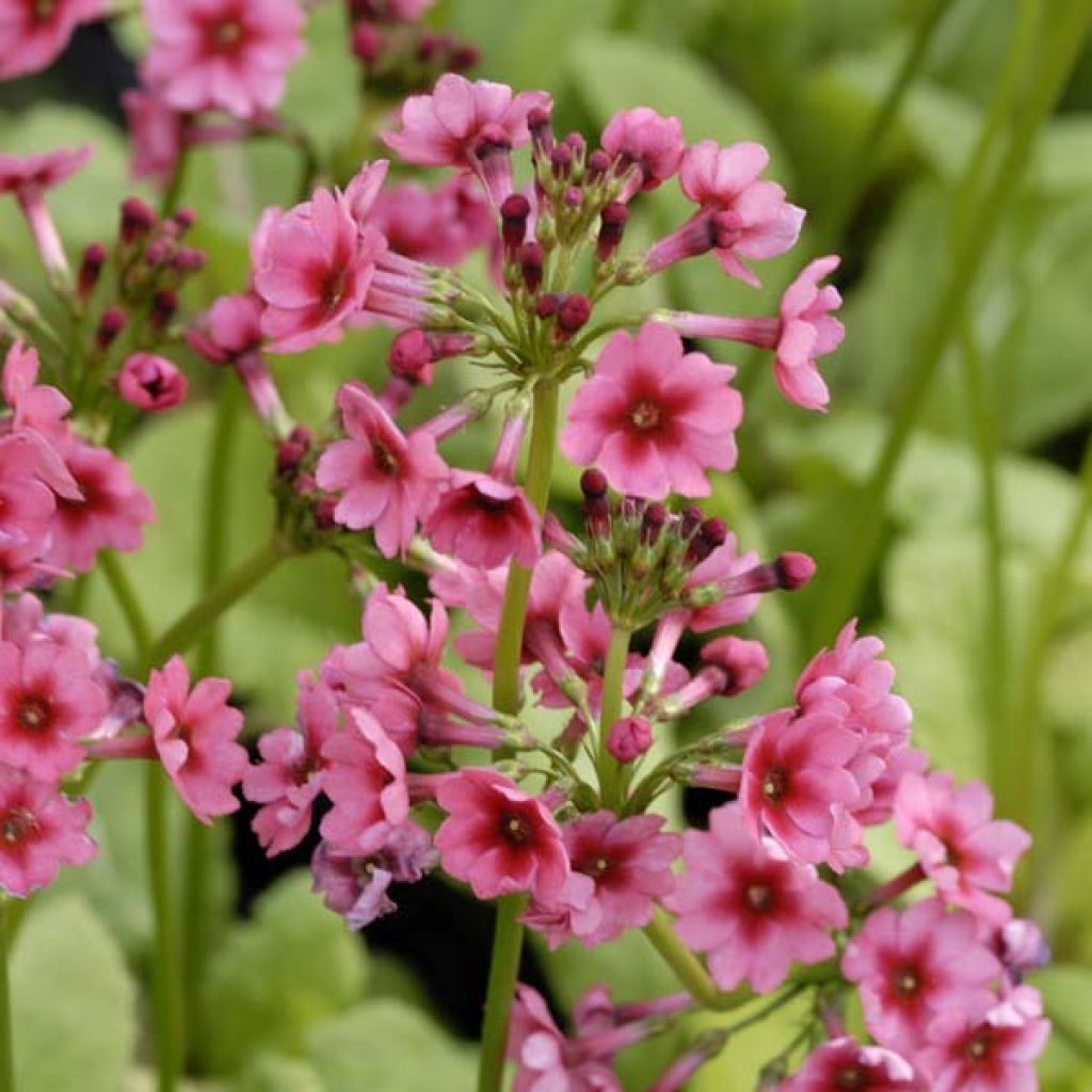 Primula japonica Millers Crimson - Primula giapponese