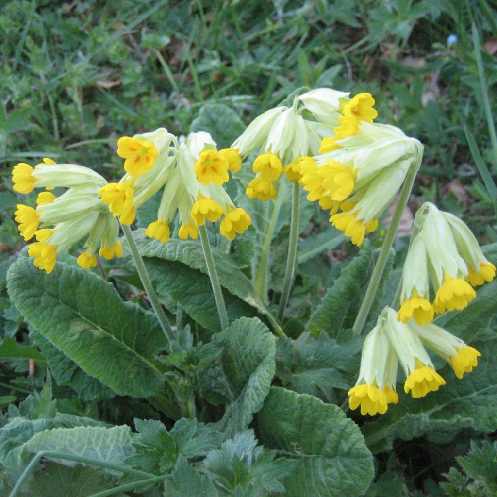 Primula veris - Primula odorosa