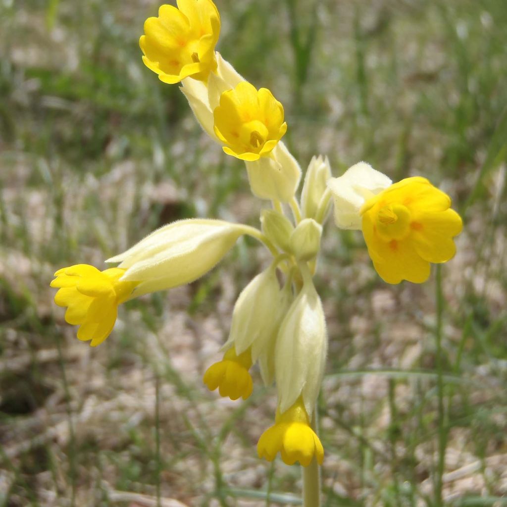 Primula veris - Primula odorosa