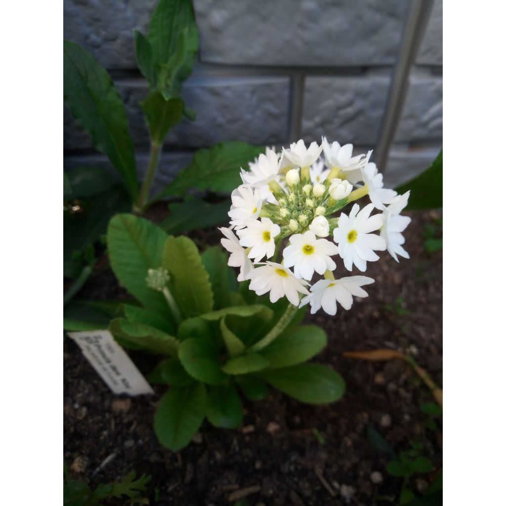 Primula denticulata Alba